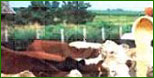 Manufacturers Exporters and Wholesale Suppliers of Soya Lecithin Feed Grade Indore Madhya Pradesh Soya Lecithin Feed Grade
